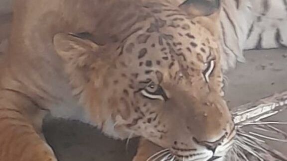 Liger found in a cage in a home in Coyame, Mexico. (State of Chihuahua)