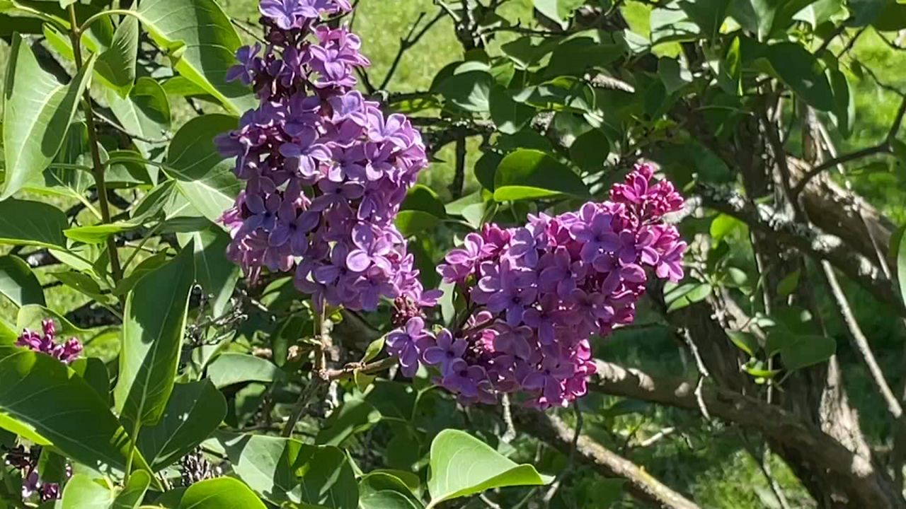 lilacs