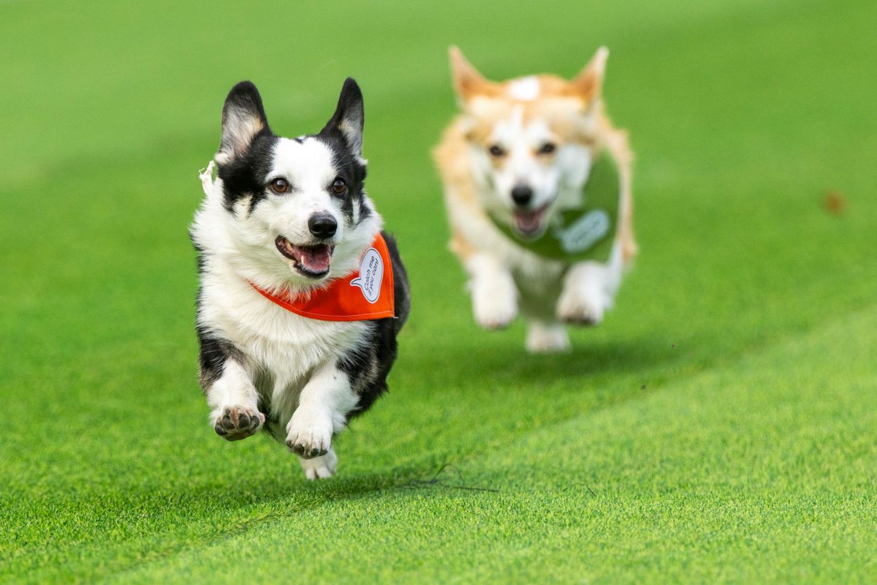 Little legs, big dreams: More than 100 teams compete in Lithuania's ...