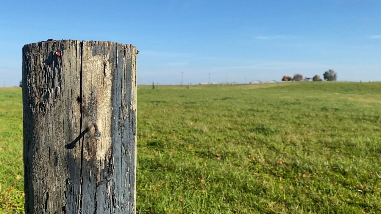 Cows on a farm