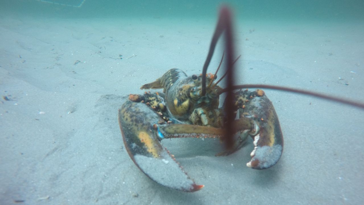 A Lobster in a featureless sediment habitat in the Gulf of Maine. (University of Maine/Katherine Burnham)