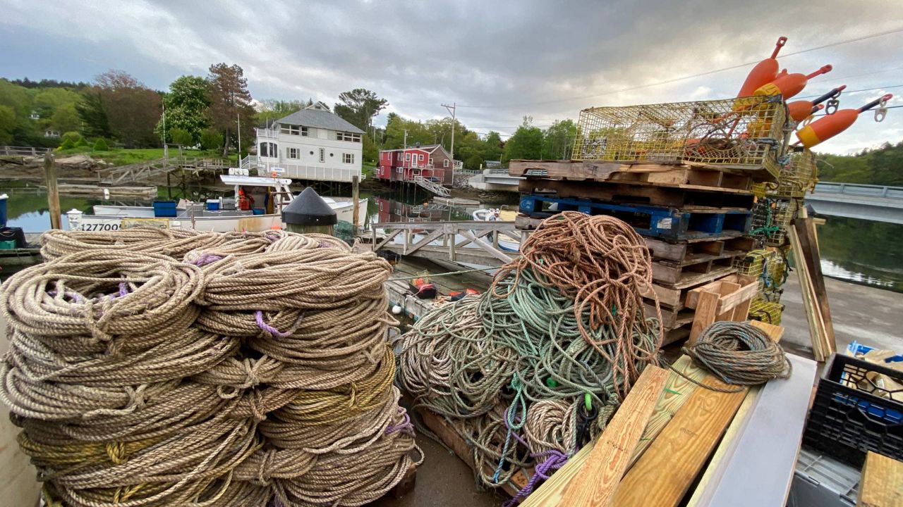 Legal sizes for lobsters could change to protect population