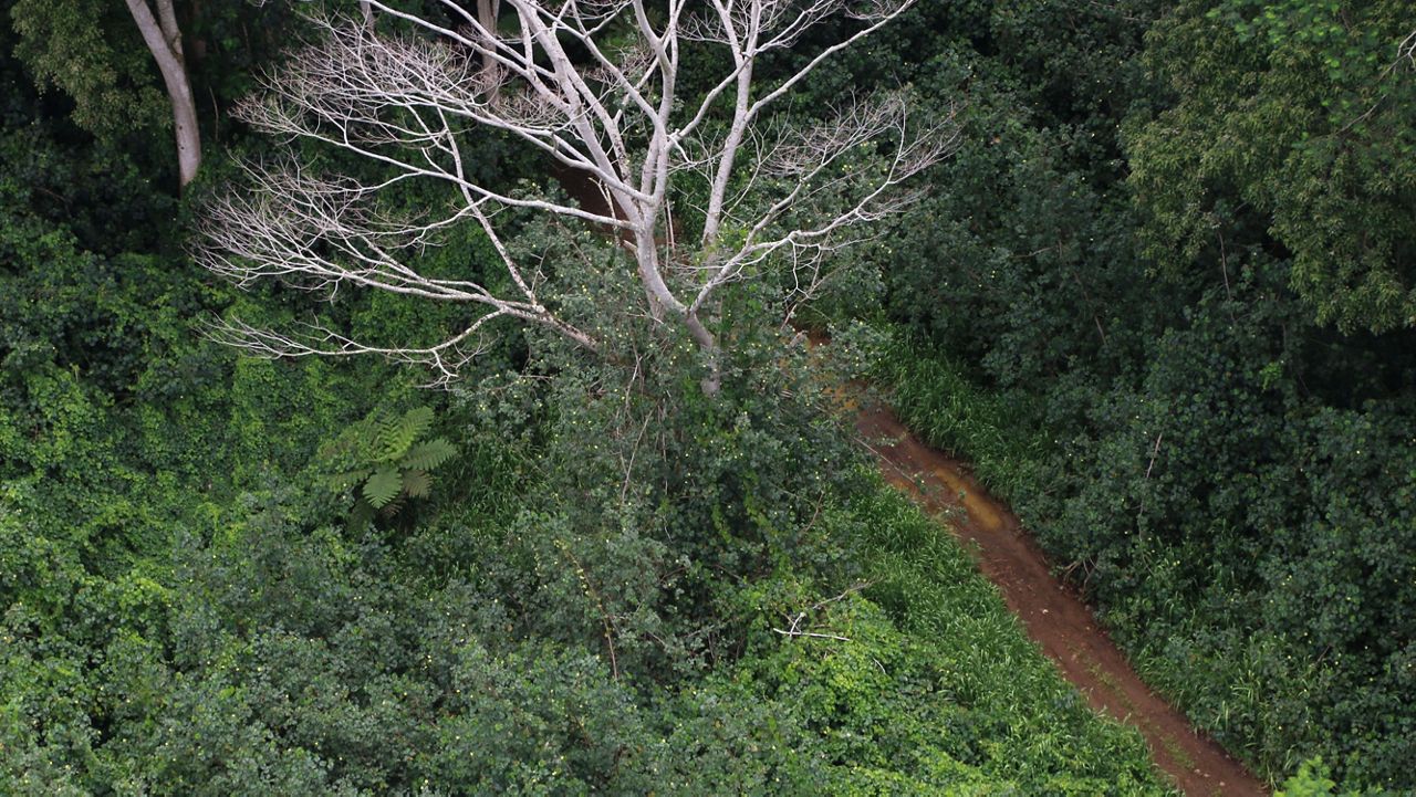 Loop Road in Lihue-Koloa Forest Reserve has been rendered hazardous and impassable due to extensive storm damage over the last six years. (Department of Land and Natural Resources/Dan Dennison)