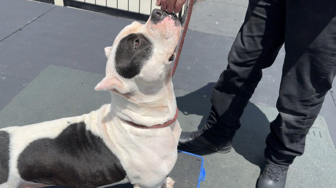 Pit Bull mix Liberty at the North Central Animal Shelter. (Spectrum News/Rae Williams)