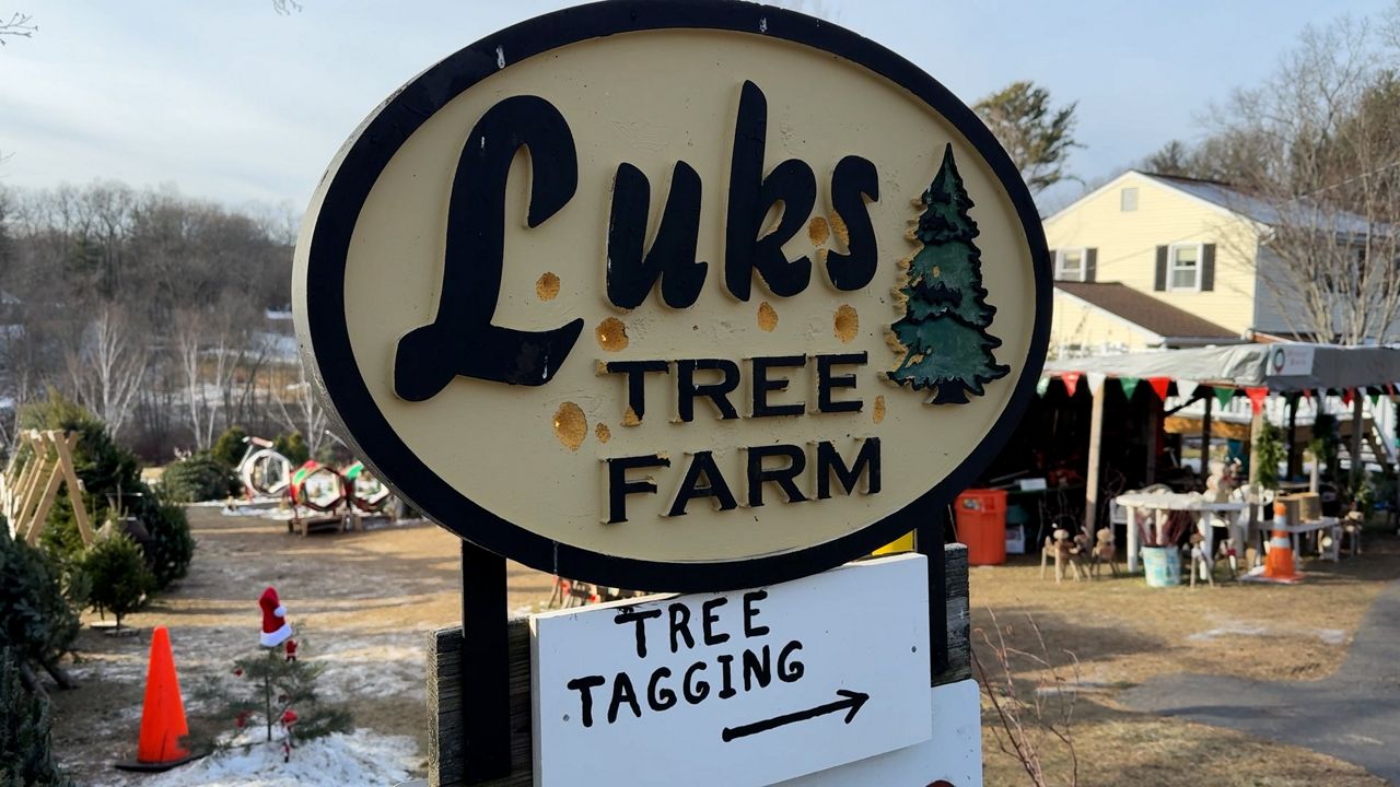 Local tree farm is having a busy season