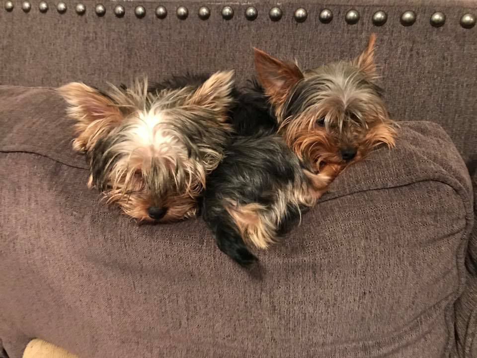 Spectrum News viewer Selena Mutchler shared this pic of her cuddly puppies Lulu and Taz.