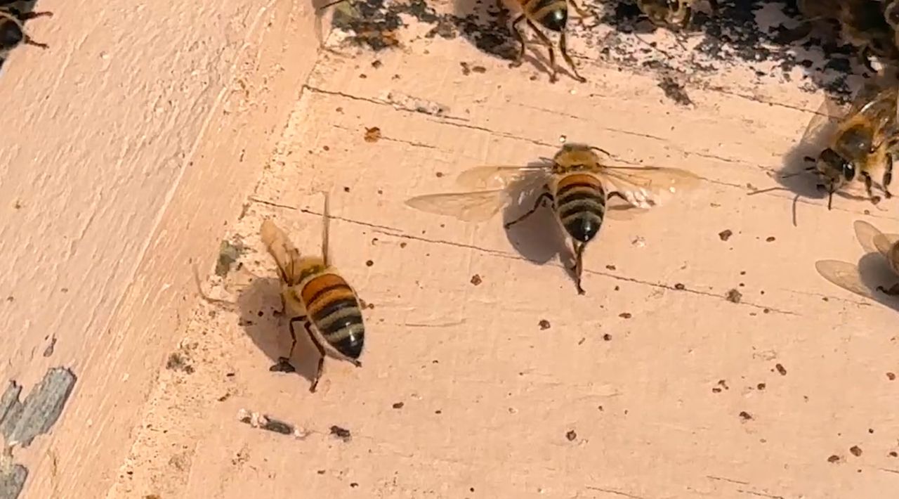 MARQUEET_HONEY_BEE_FANNING