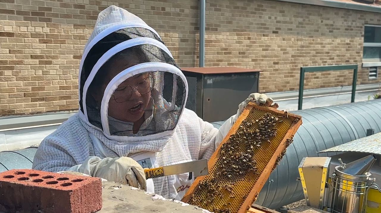 Marquette University leading research on honey bees
