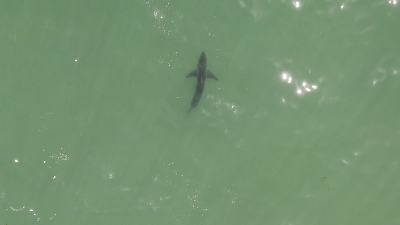 El Niño could bring more white sharks closer to shore: What you need to know