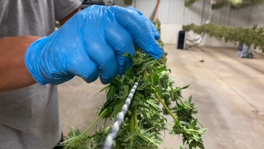 Advocates applaud as state-licensed medical marijuana is reclassified as a less-dangerous drug