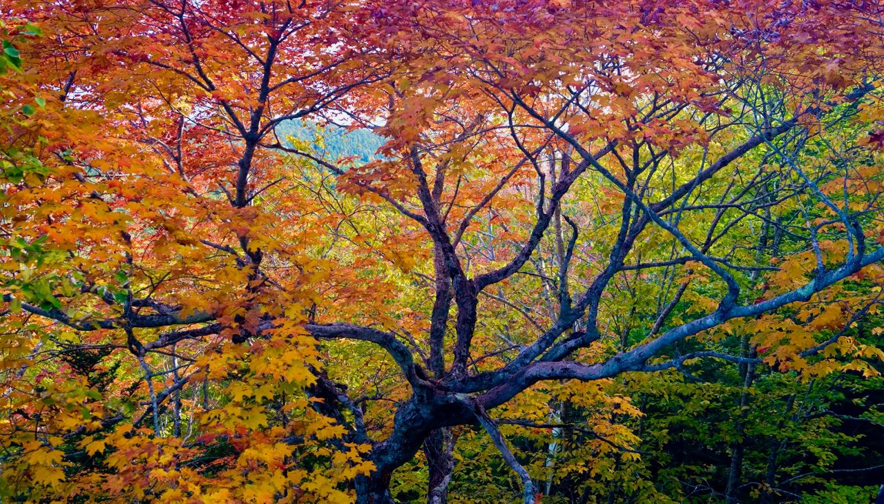 Maine Can Koozie - State With Trees