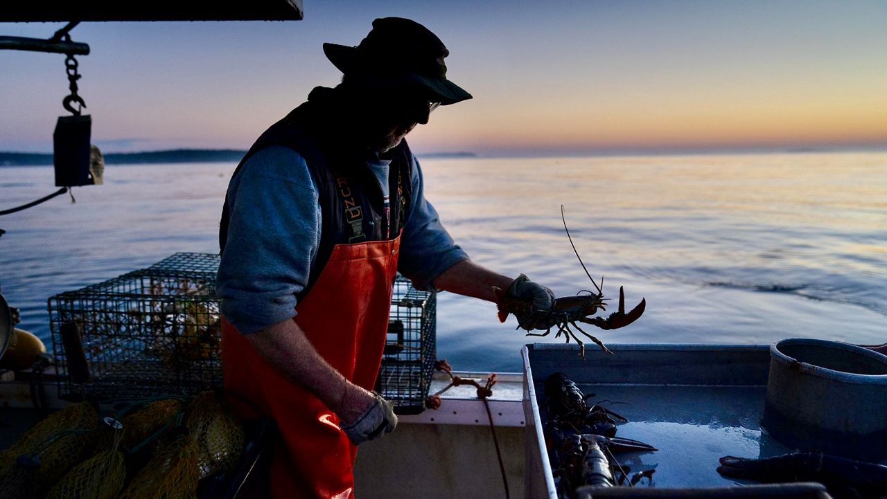 Lobster prices sky high due to heavy demand, slower season