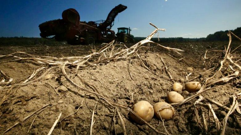 Researchers try producing potato resistant to climate change - Vimarsana News