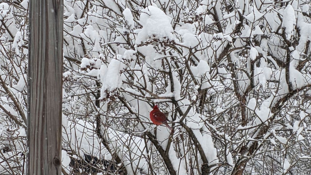 Maine and New England's snow potential late weekend