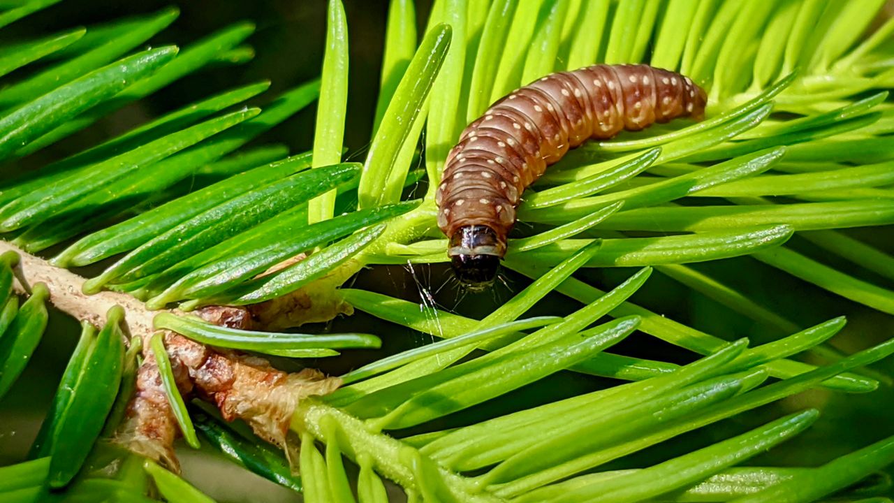 UMaine opens testing lab for spruce-killing insect