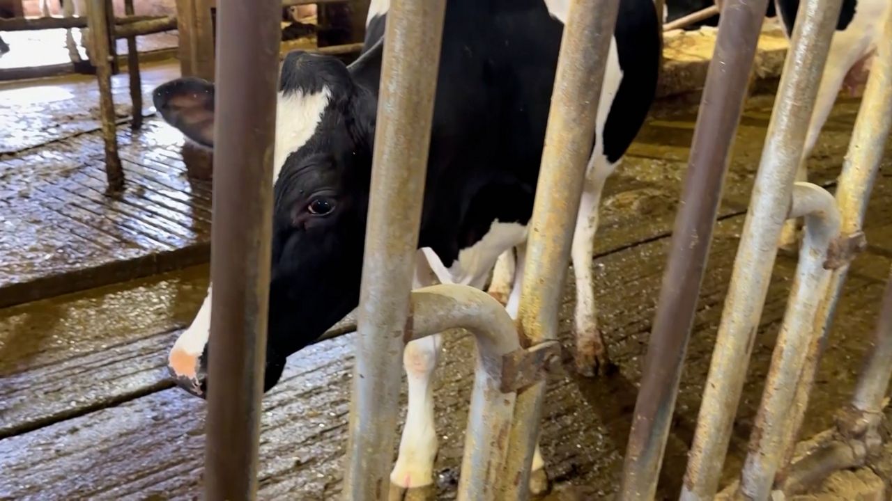 'I don't think he's been a favor to the farmers': Gov. Evers says dairy farmers are struggling under Trump Administration