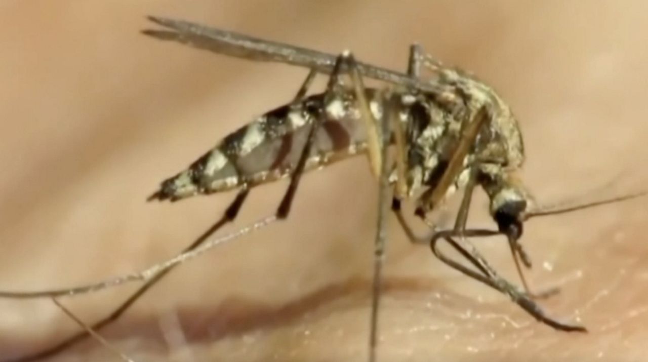 Ohio mosquito