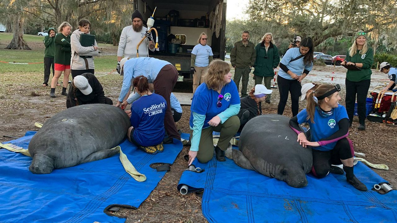 The Manatee Rescue and Rehabilitation Partnership released a record number of manatees back into the wild in a single day on Tuesday, according to a release. (MRP)