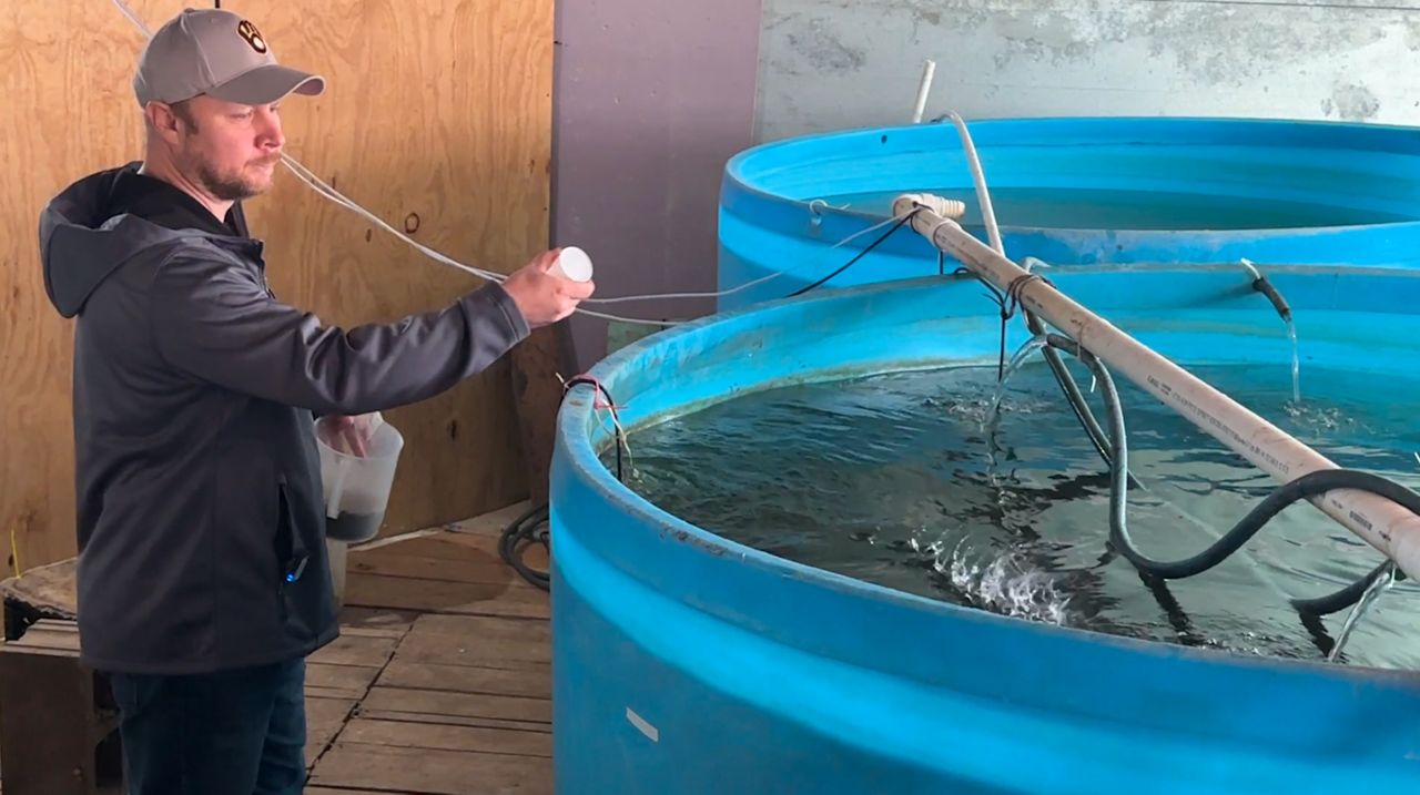 Fish farms refine process to maintain fish supply for restaurants and markets