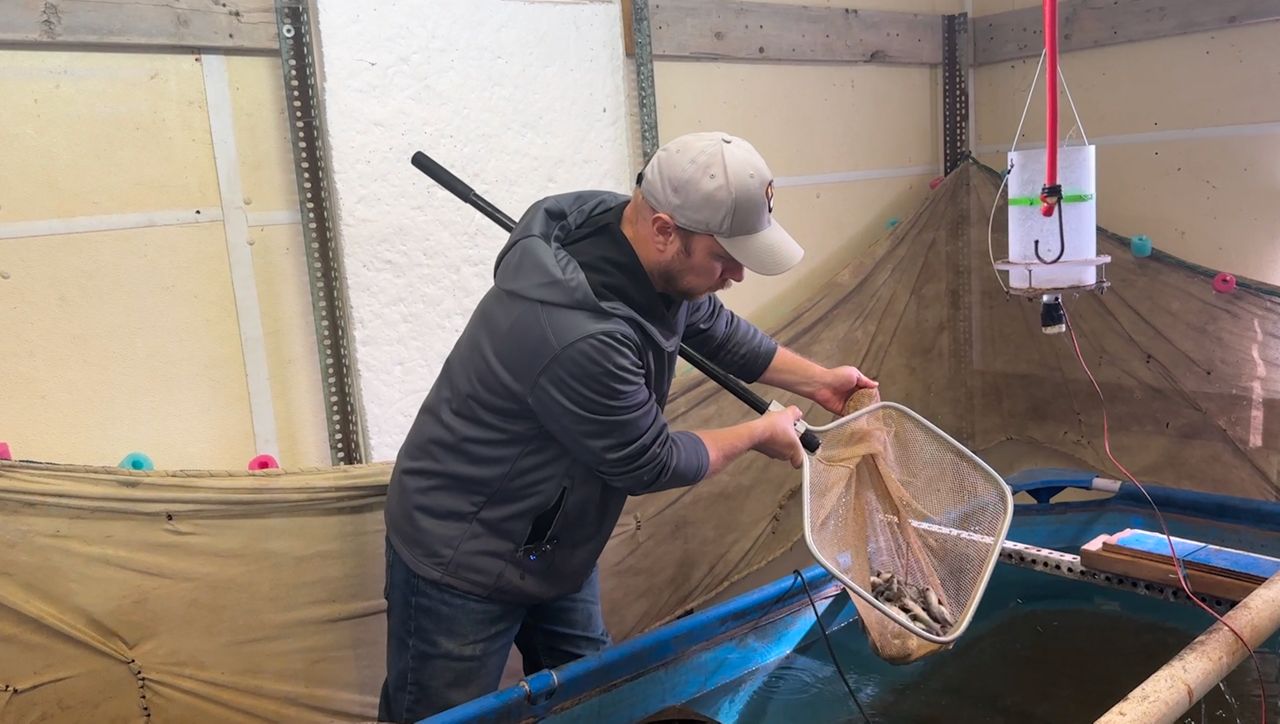 Fish farms refine process to maintain fish supply