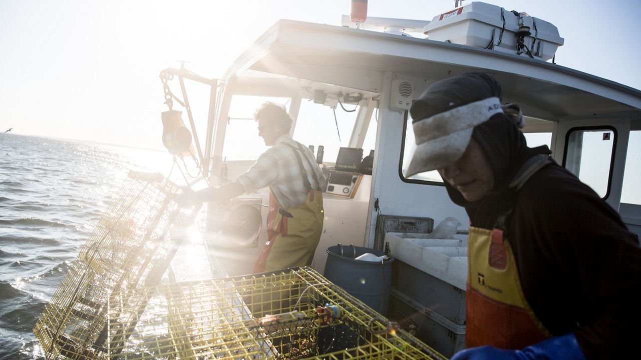 Maine lobster collaborative to celebrate Lobster Day