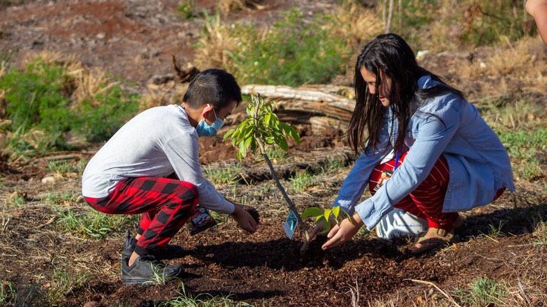 Kaulunani Urban and Community Forestry supports projects that strengthen community connections with trees. (Department of Land and Natural Resources)