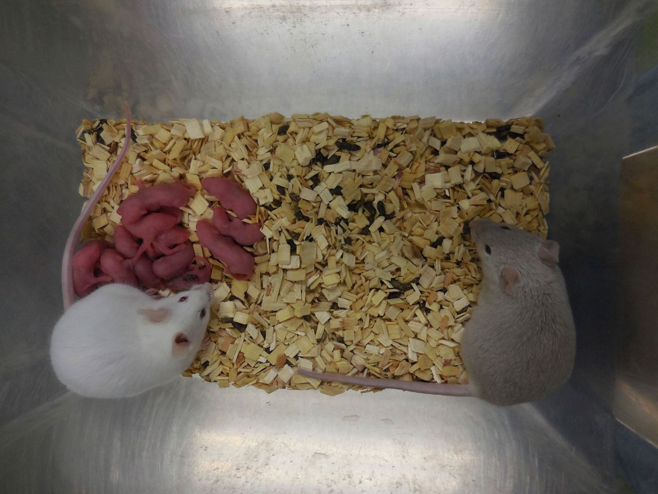 For 1st time, scientists create mice with cells from 2 males