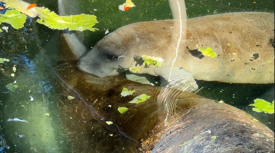 Changes to Endangered Species Act raise concerns for Florida manatees