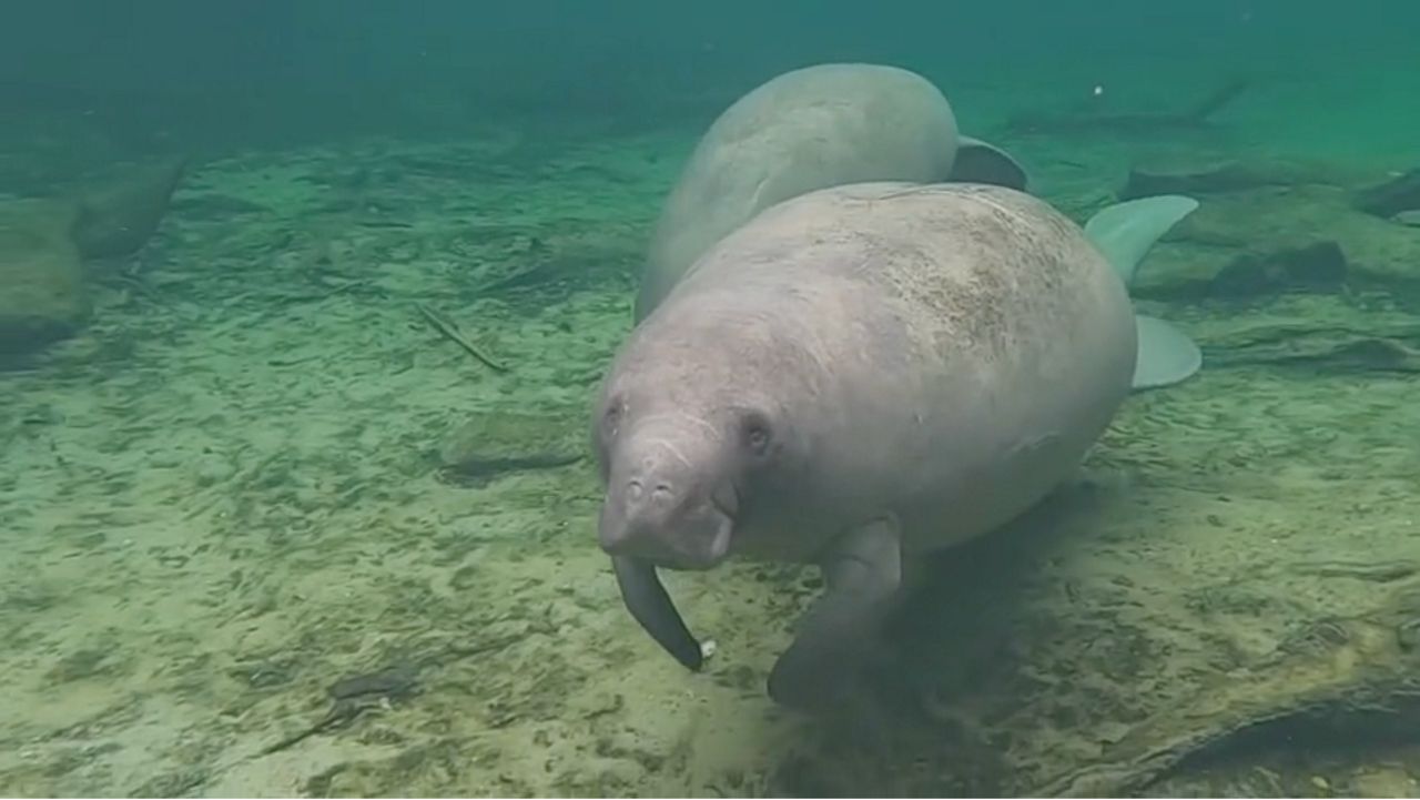 Proposed Endangered Species Act changes concern Florida conservationists