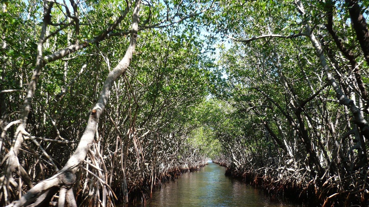 Mangroves in the Everglades