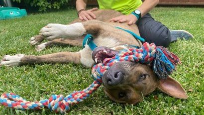 The Maui Humane Society says Manny is considered at-risk for being euthanized. (Photo courtesy of the Maui Humane Society)