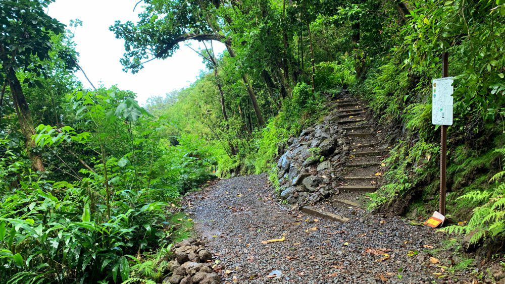 Maintenance and repair work will close Manoa Falls Trail starting June 26. (Photo courtesy of Department of Land and Natural Resources)