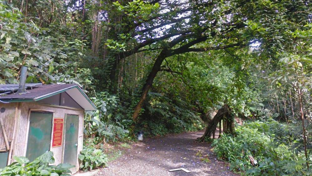 Trailhead of Manoa Falls Trail. (Google Street View)