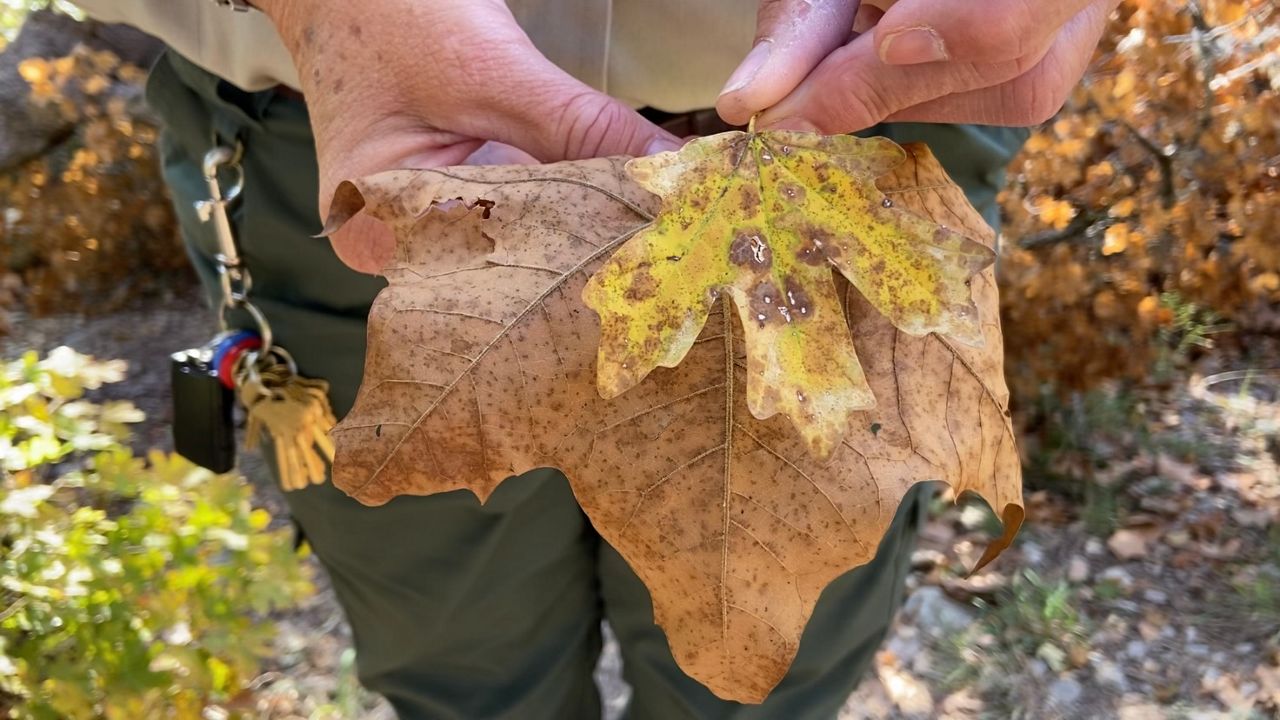 Get ready: Drought conditions will accelerate fall colors