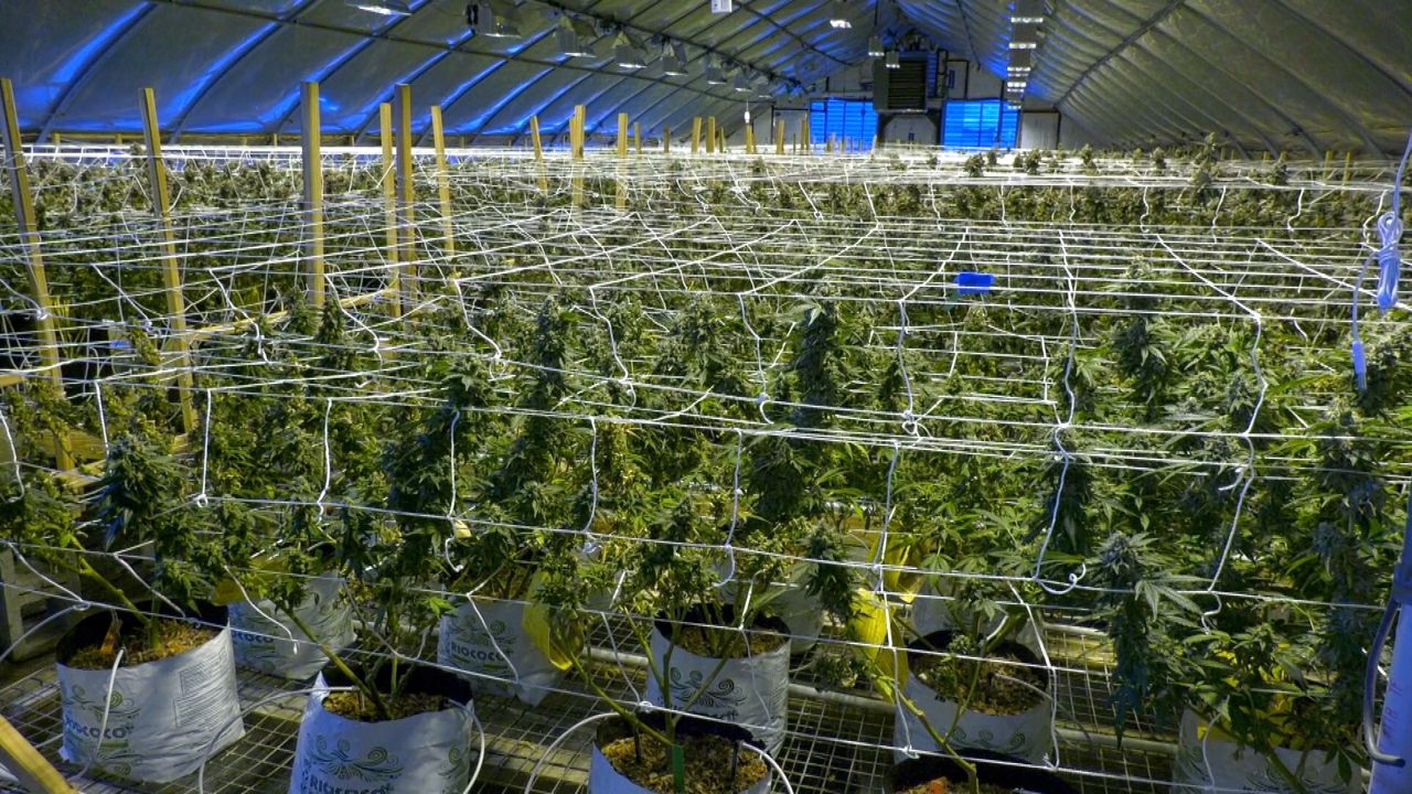 From Seed to Sale: Inside New York's Cannabis Industry