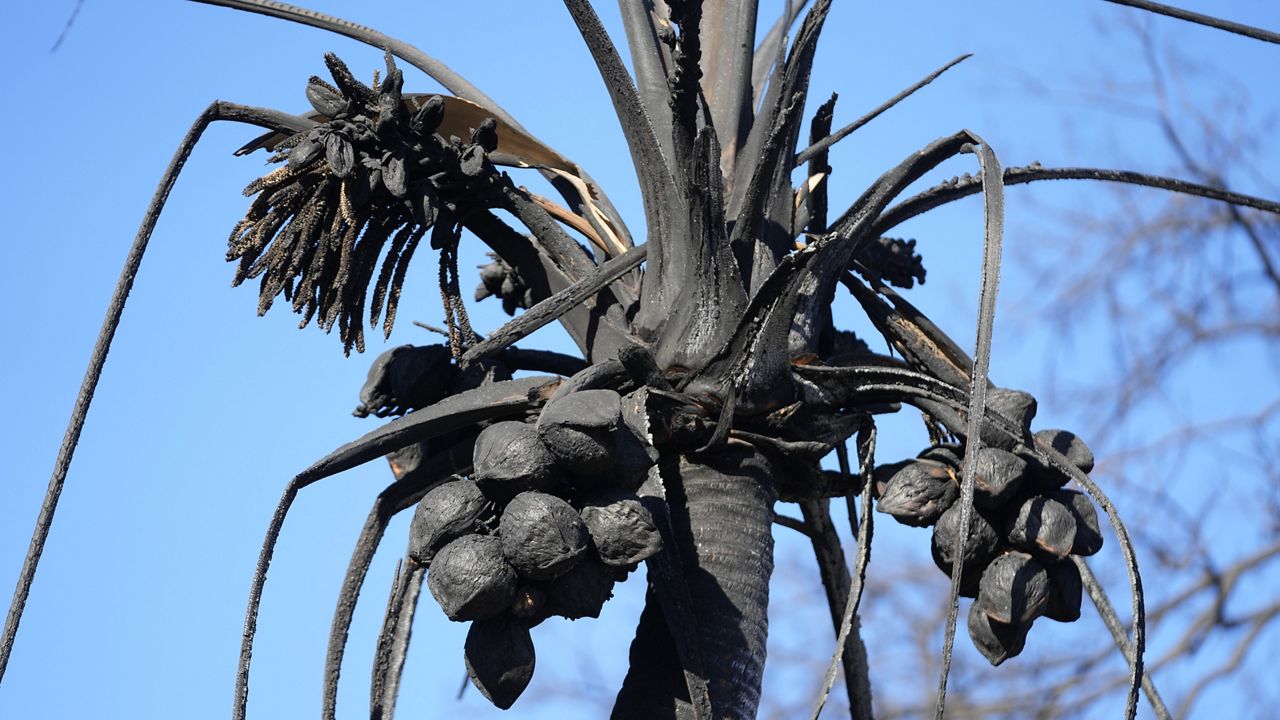 A burnt coconut tree is seen in Lahaina. (AP Photo/Rick Bowmer)