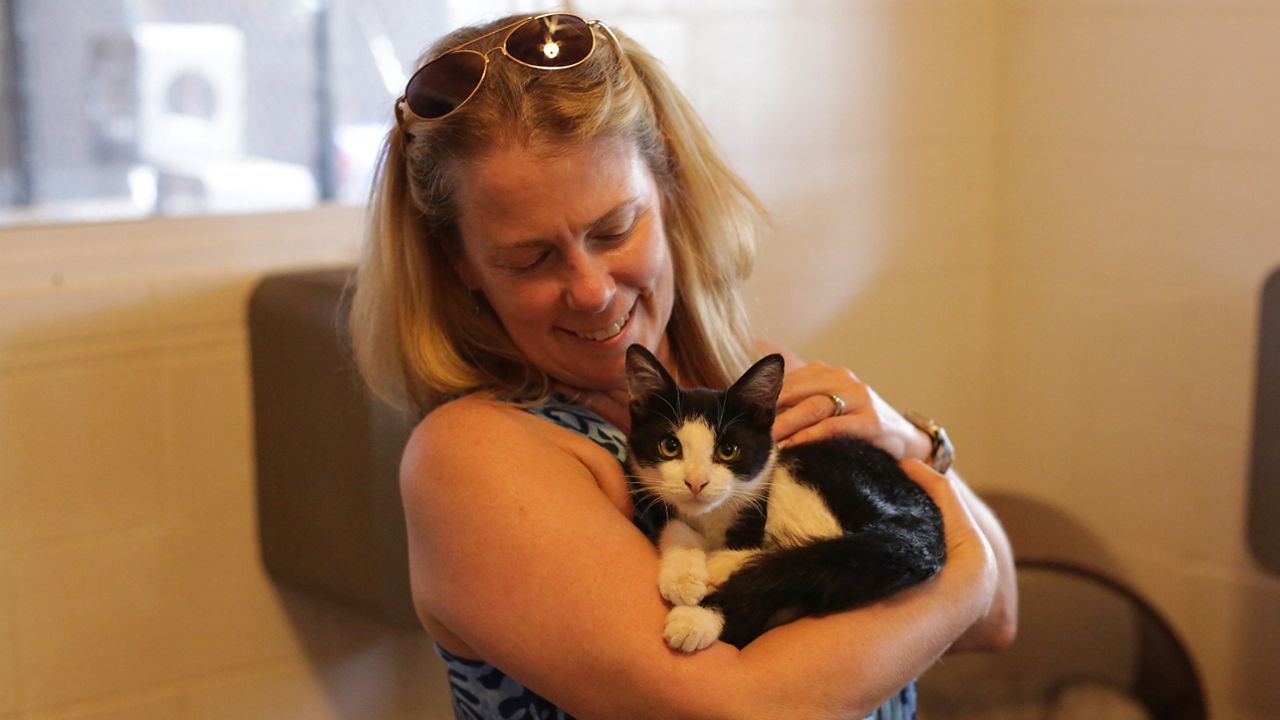 Dr. Lisa Labrecque, a veterinarian and the CEO of Maui Humane Society, holds a cat that was rescued from the Lahaina burn zone. (Brian McInnis/Spectrum News)