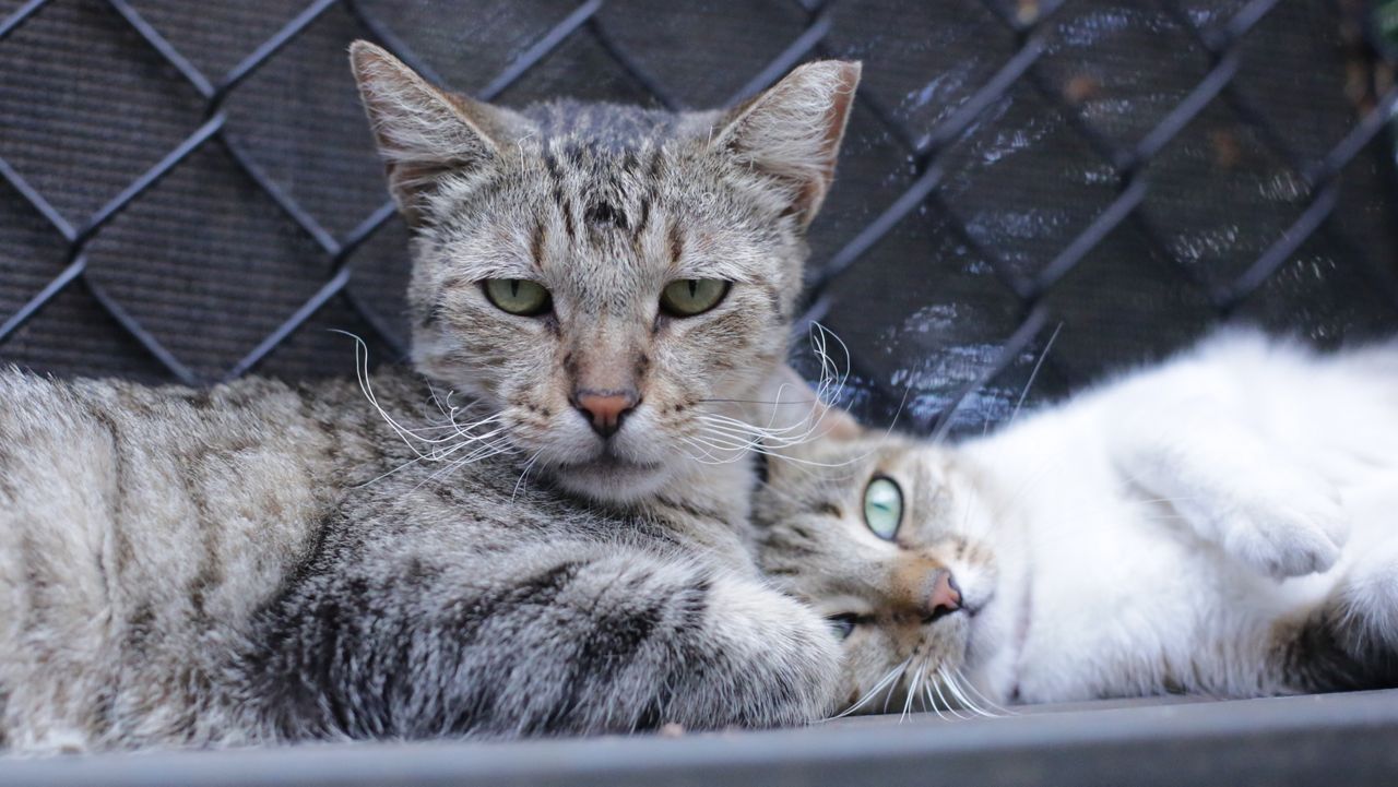 A cat with singed whiskers and a tipped ear lounges with another cat in the Maui Humane Society's Cat Ohana Family Room 2, where friendly cats are being housed, who were rescued from the Lahaina burn zone. (Brian McInnis/Spectrum News)