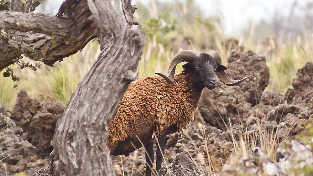 Four feral sheep salvage events are planned for areas along Daniel K. Inouye Highway. (State Department of Land and Natural Resources/Riley DeMattos)