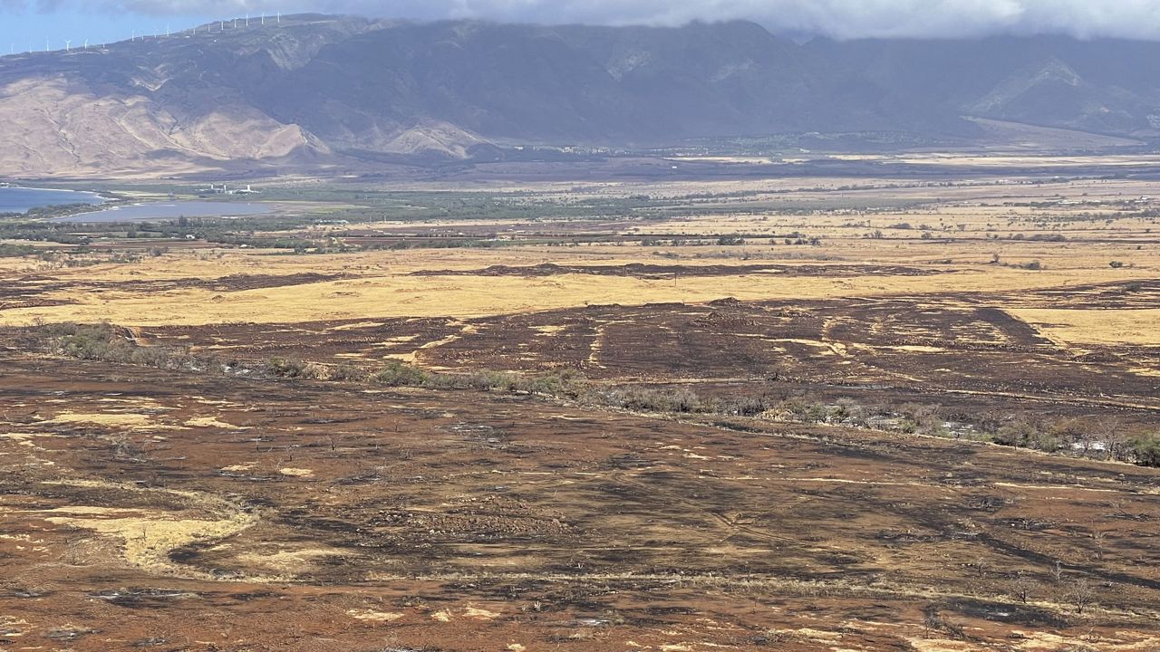 Maui continues to work on a path forward for its high school athletics programs after the island experienced devastating wildfires. Seen is burnt areas of grasslands in Upcountry Maui on Aug. 11.