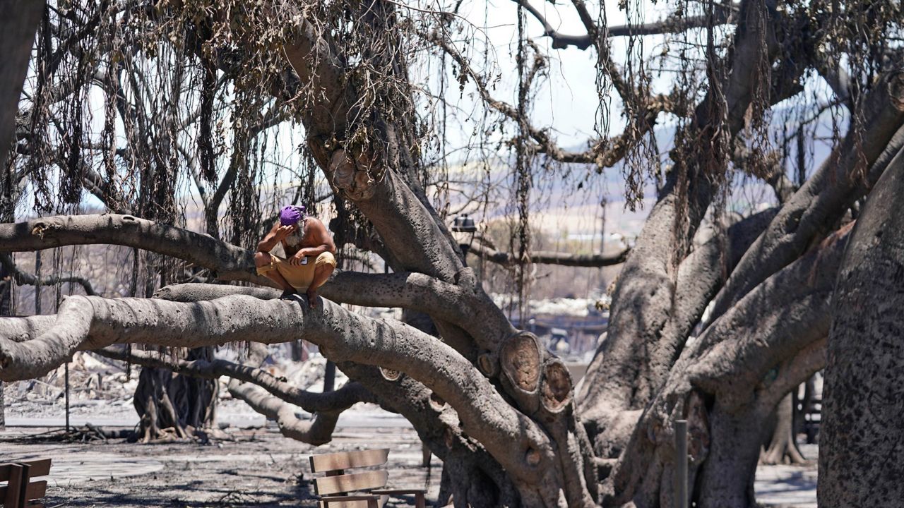 The Lahaina banyan tree after the wildfire. (AP Photo)