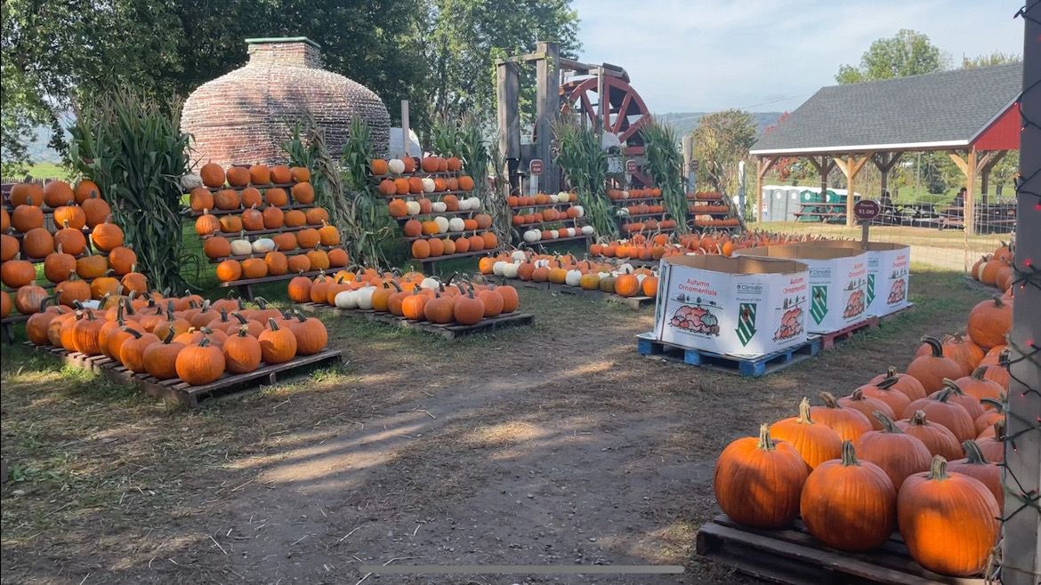 McCray's Country Creamery pumpkin patch at 55 Alvord Street in South Hadley, MA. (Spectrum News 1 Worcester/Richard Damas)