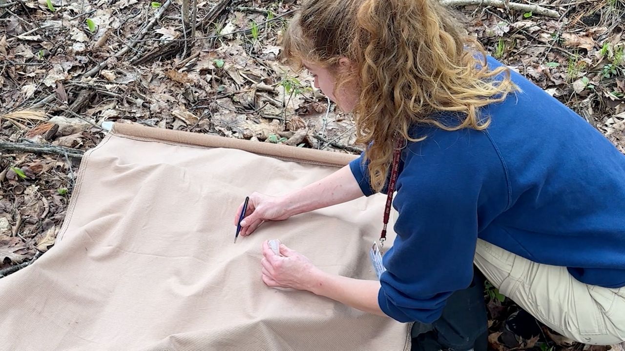 Molly Meagher, field biologist