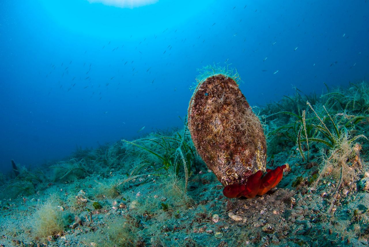 Parasite decimates giant clam species in the Mediterranean