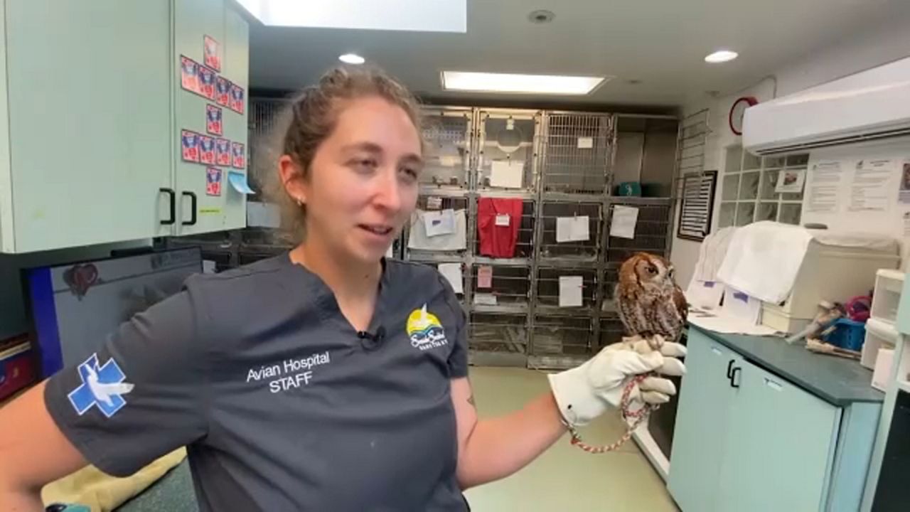Everyday Hero Melissa Edwards (seen here with a Eastern Screech owl named Rufus) s the director at the Avian Animal Hospital in Largo and manager at the Seaside Seabird Sanctuary. (Spectrum News image)