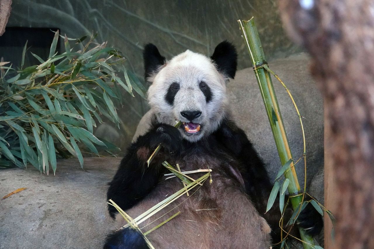 Giant Panda, Species