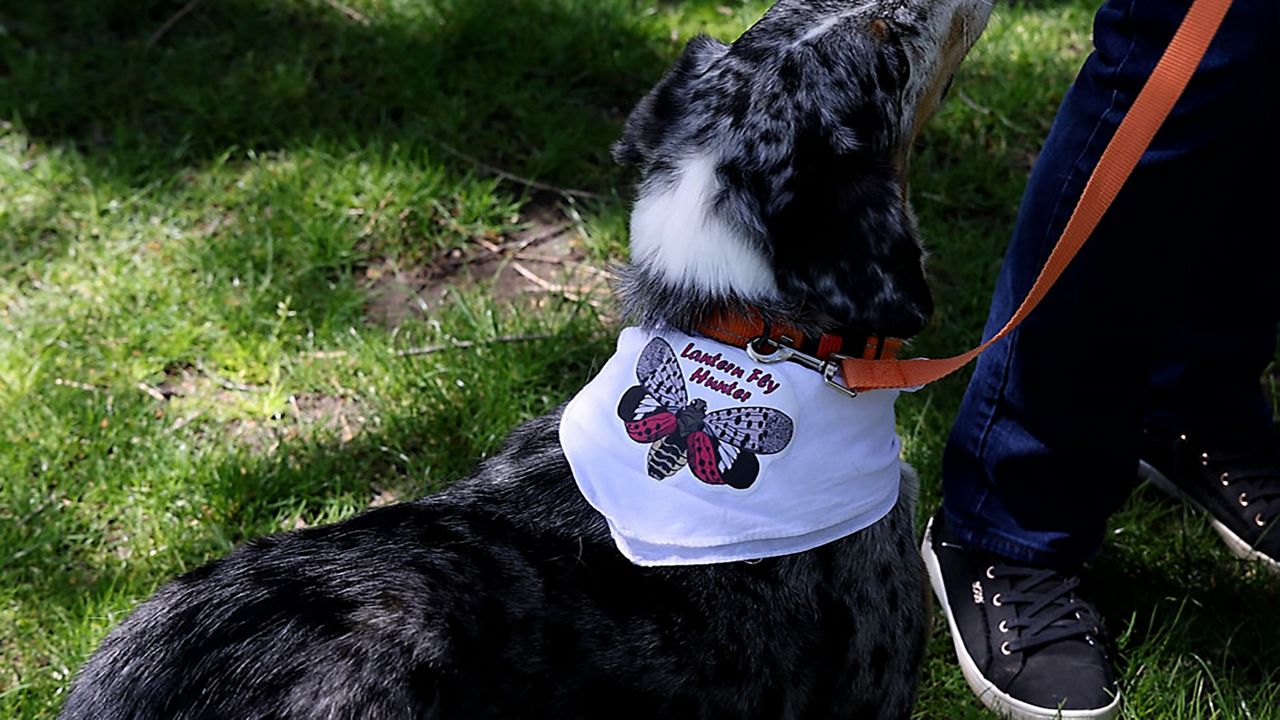 Dogs helping to get rid of invasive lanternflies in Cleveland Metroparks
