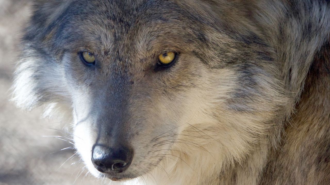 DID YOU KNOW? Wolves are an essential keystone species. - Living with Wolves