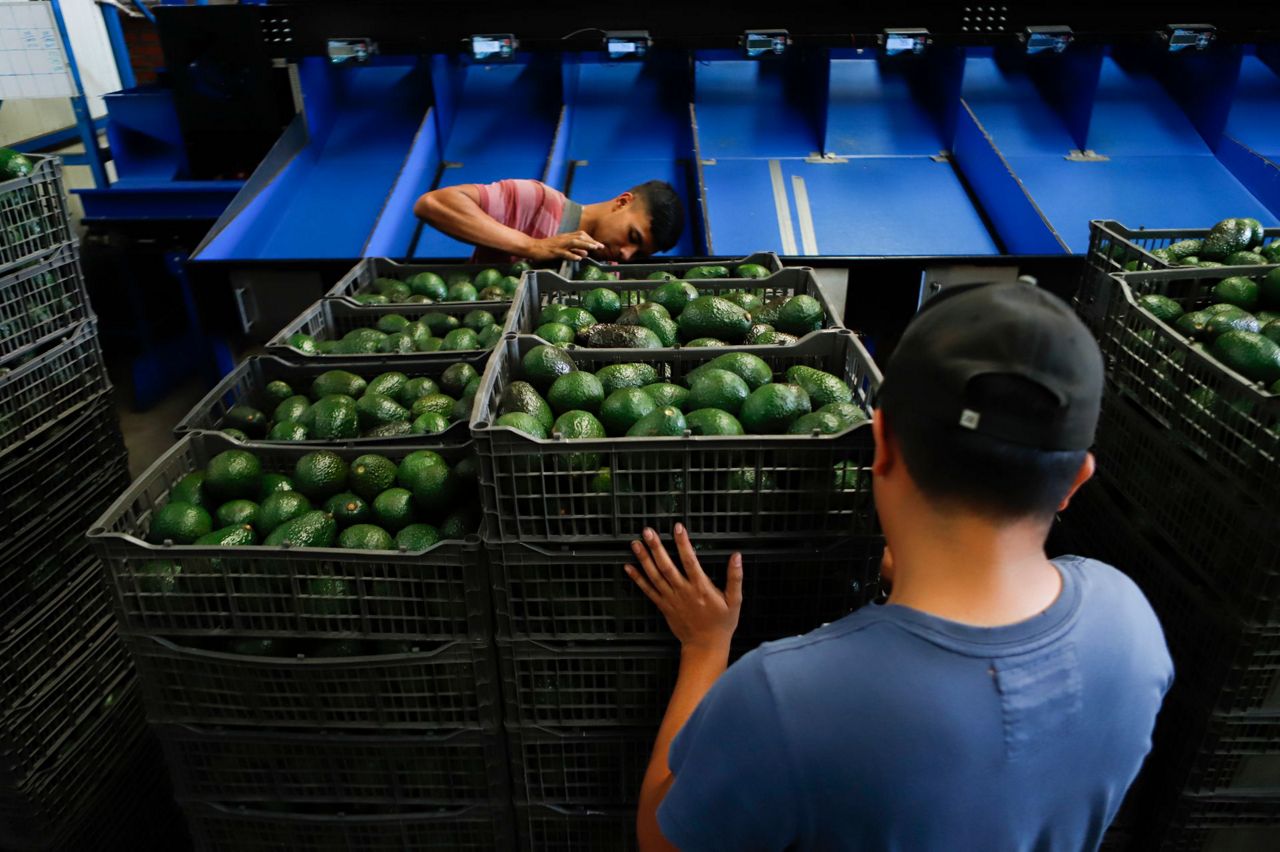 Experts see avocado price rise, damage to Mexican producers - Vimarsana News