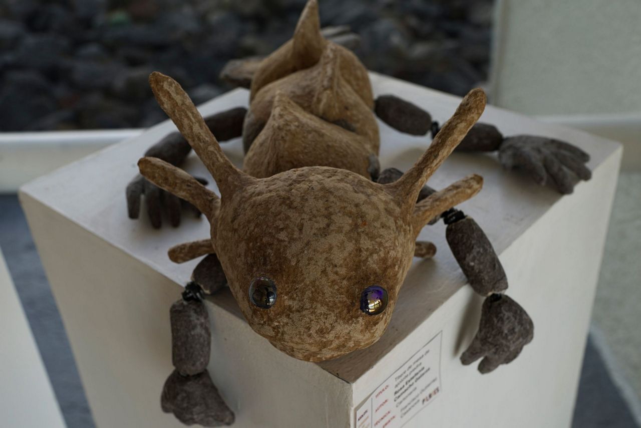 Ancient deity, pet and endangered species. Why is axolotl Mexico's most ...